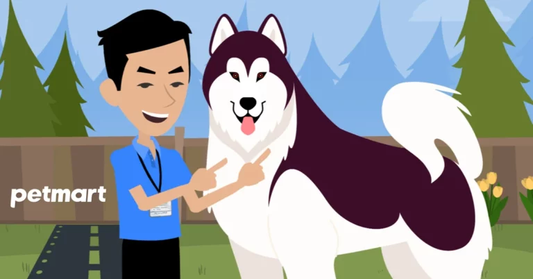 Giống chó Alaskan Malamute: khổng lồ liệu giá có rẻ?